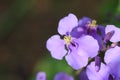 Violet OrychophragmusÃ¯Â¼ËOrychophragmus violaceus L. O. E. SchulzÃ¯Â¼â°